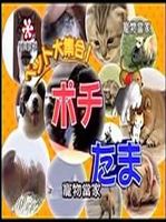 宠物当家之旅2013 海报